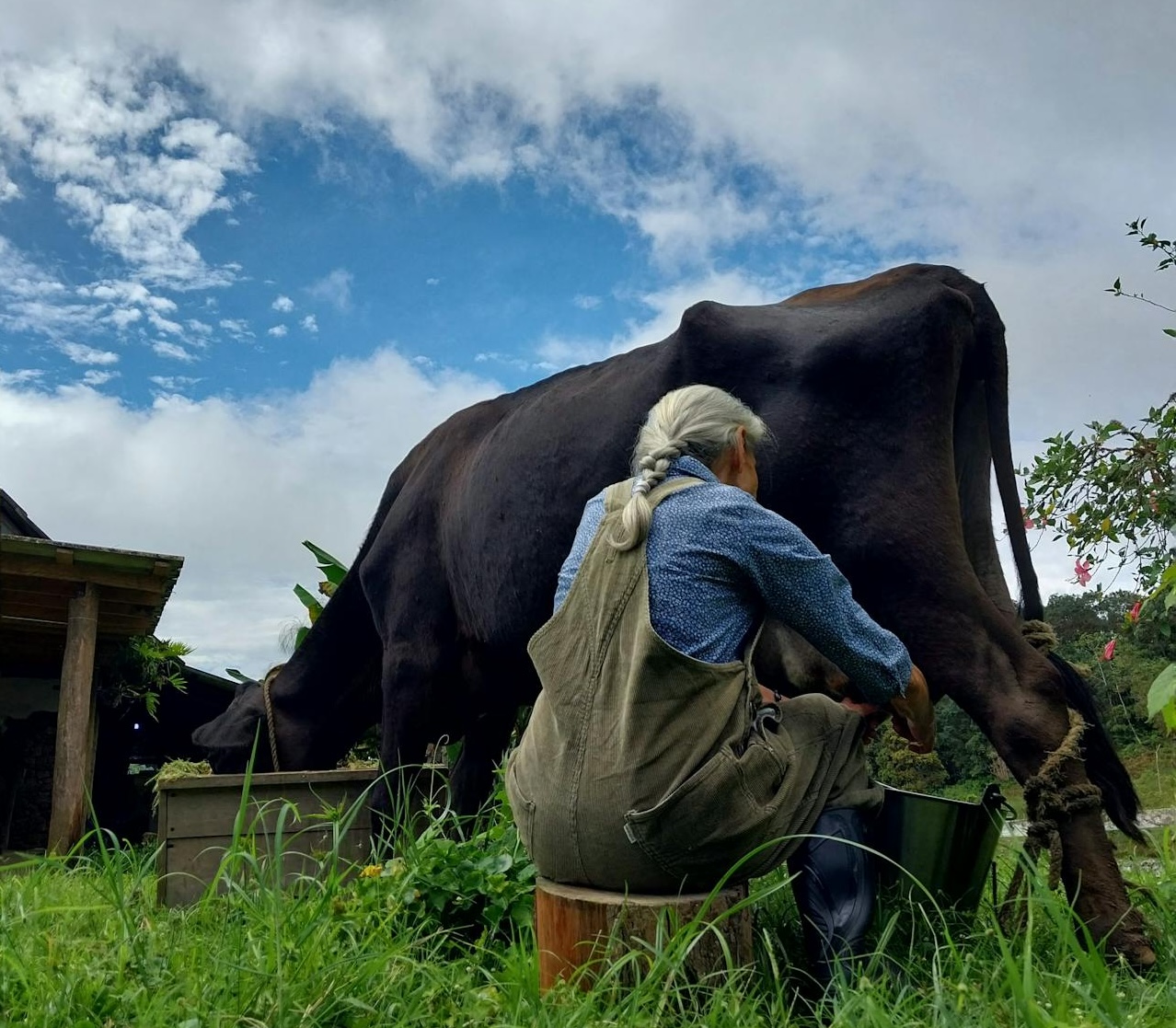 Person milking a cow in a farm setting, highlighting dairy production and traditional farming practices.