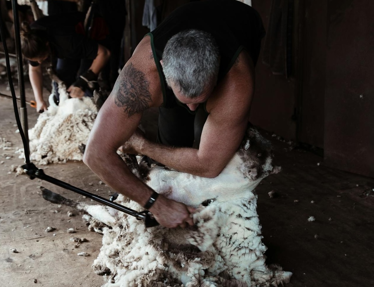 	 Man shearing sheep in a barn, demonstrating wool production tracking for agricultural management.