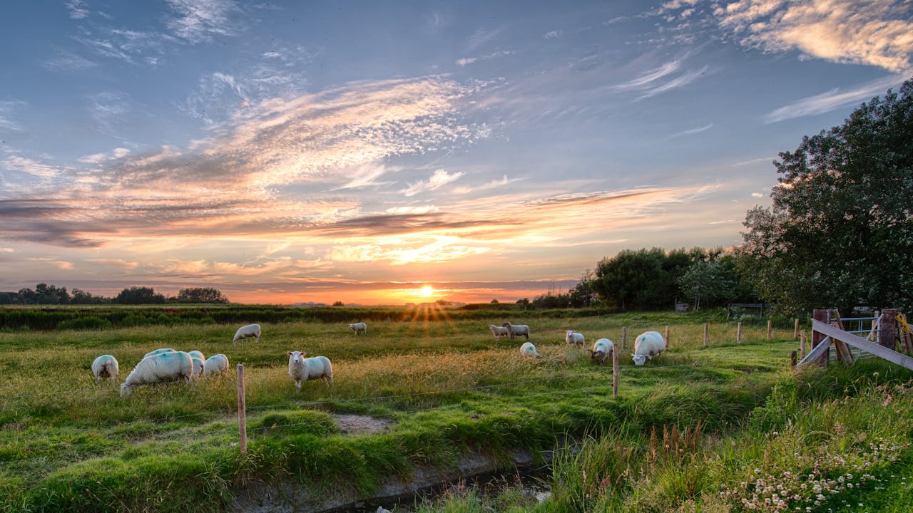 Sheep grazing in a lush green field at sunset, illustrating livestock management and farm life, relevant to FarmKeep's livestock tracking solutions.