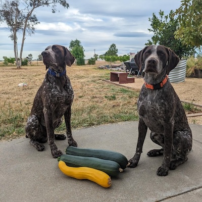 Two black and brown spotted dogs sitting on a concrete surface with two green zucchinis and one yellow squash in front of them in an outdoor yard.