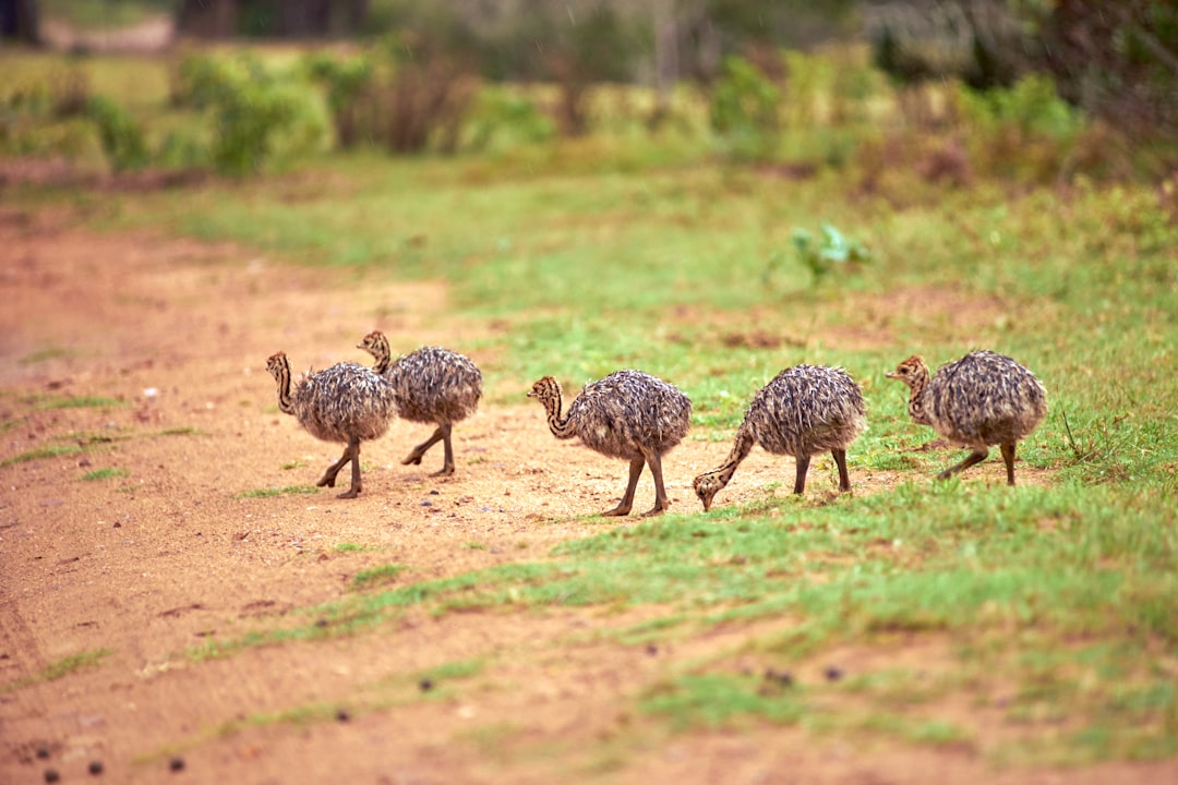 Group of young ostrich chicks walking on a dirt path, illustrating the importance of proper care and feeding for healthy growth and development.