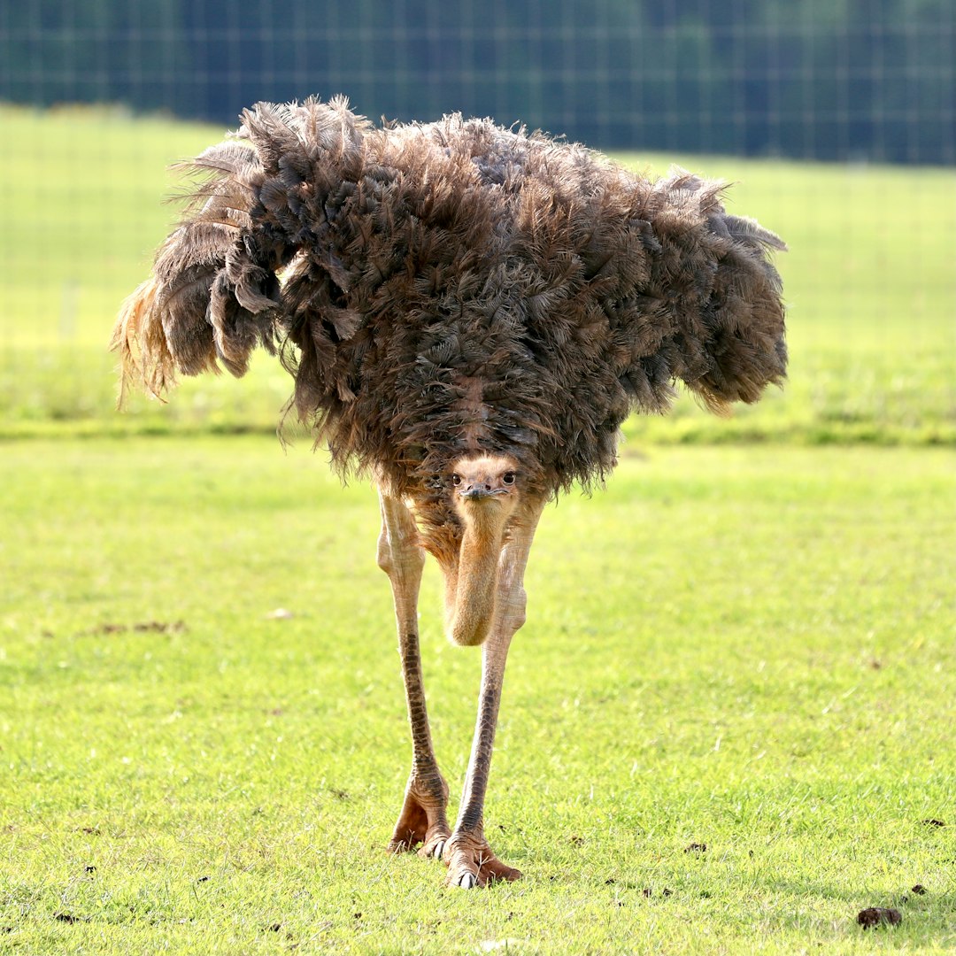 A tall ostrich walking in a field