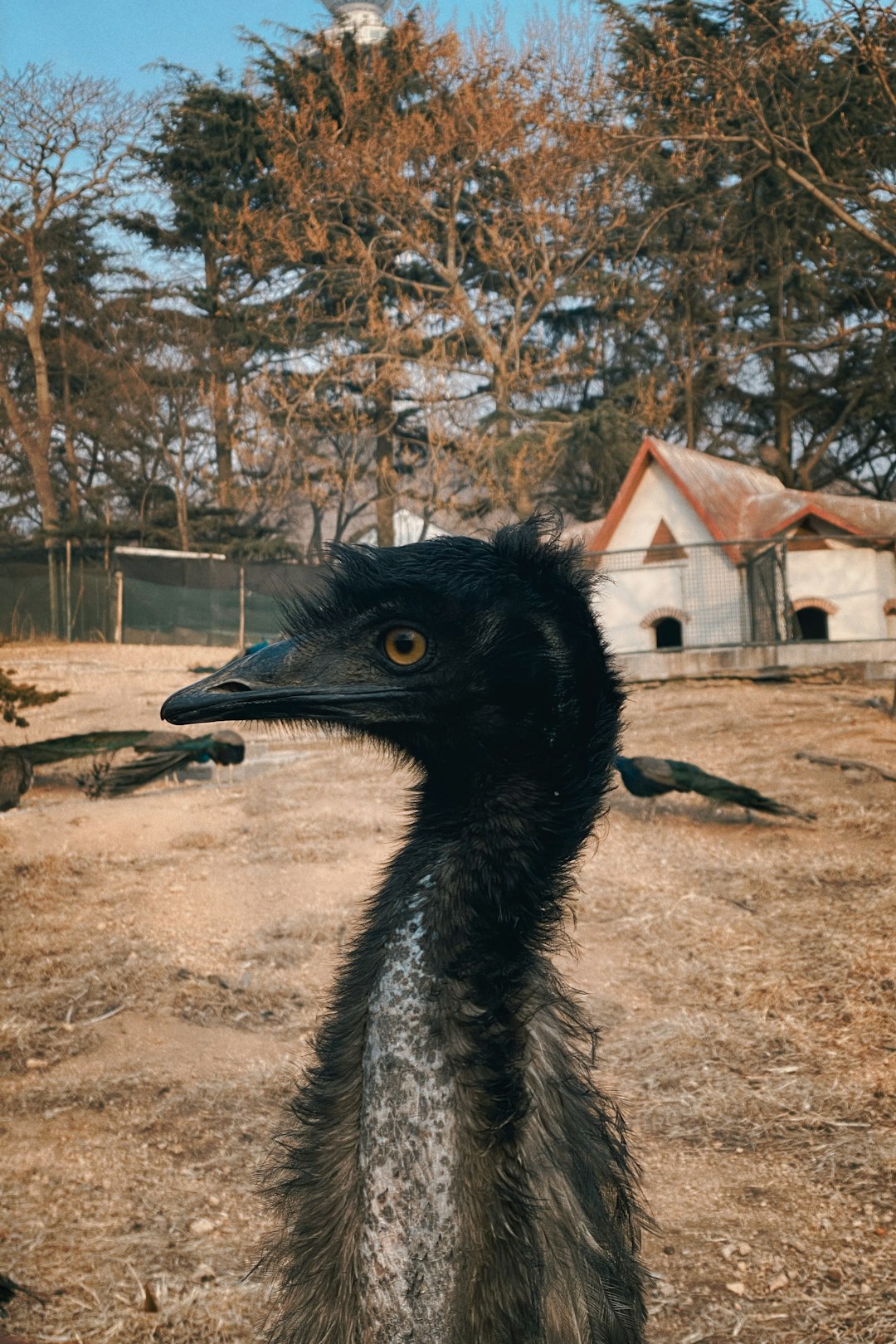 Emu chick in a natural setting, showcasing its distinctive features and healthy appearance, relevant to tips on monitoring growth and health in emu care.