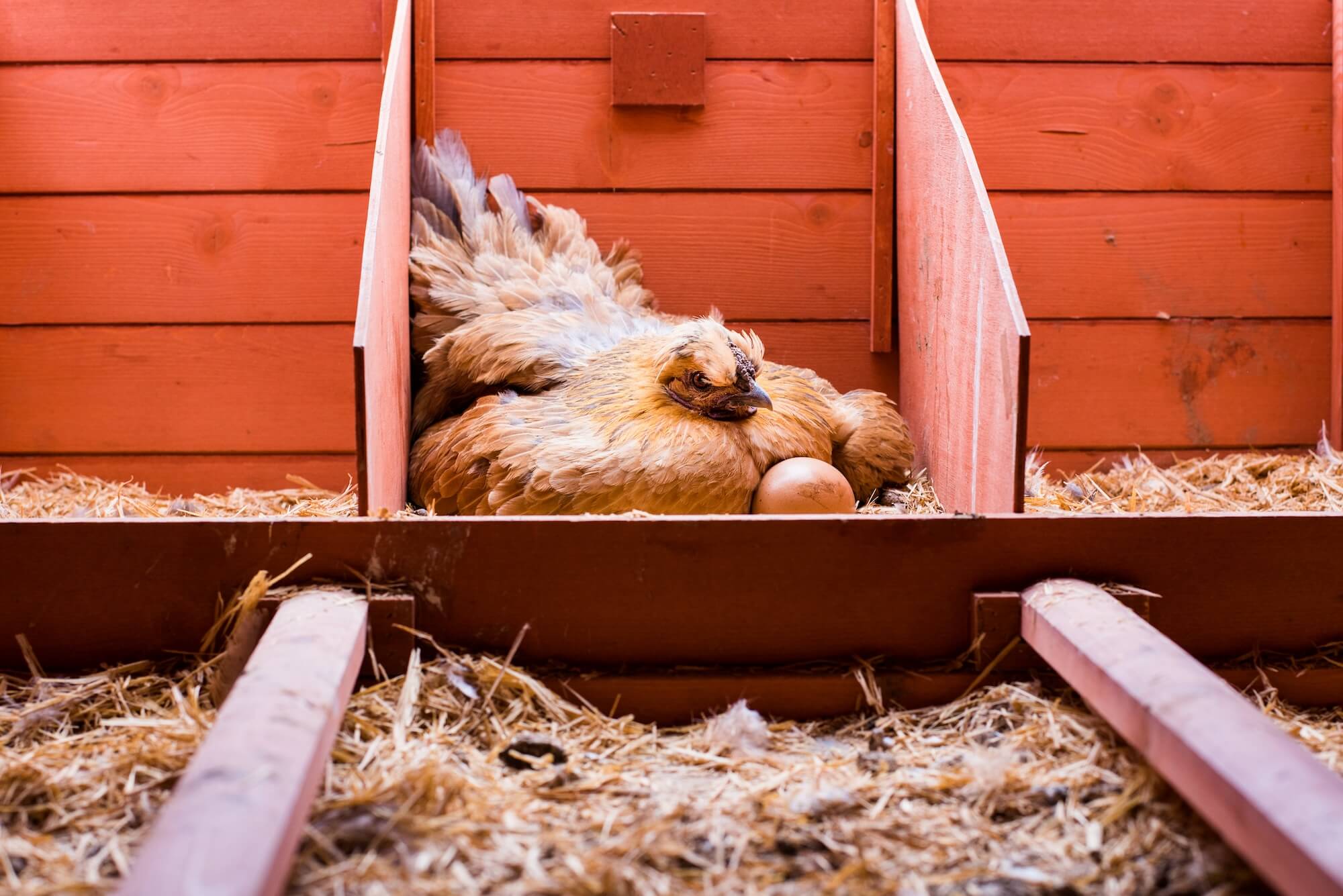 a hen laying on eggs in a nesting box inside a coop