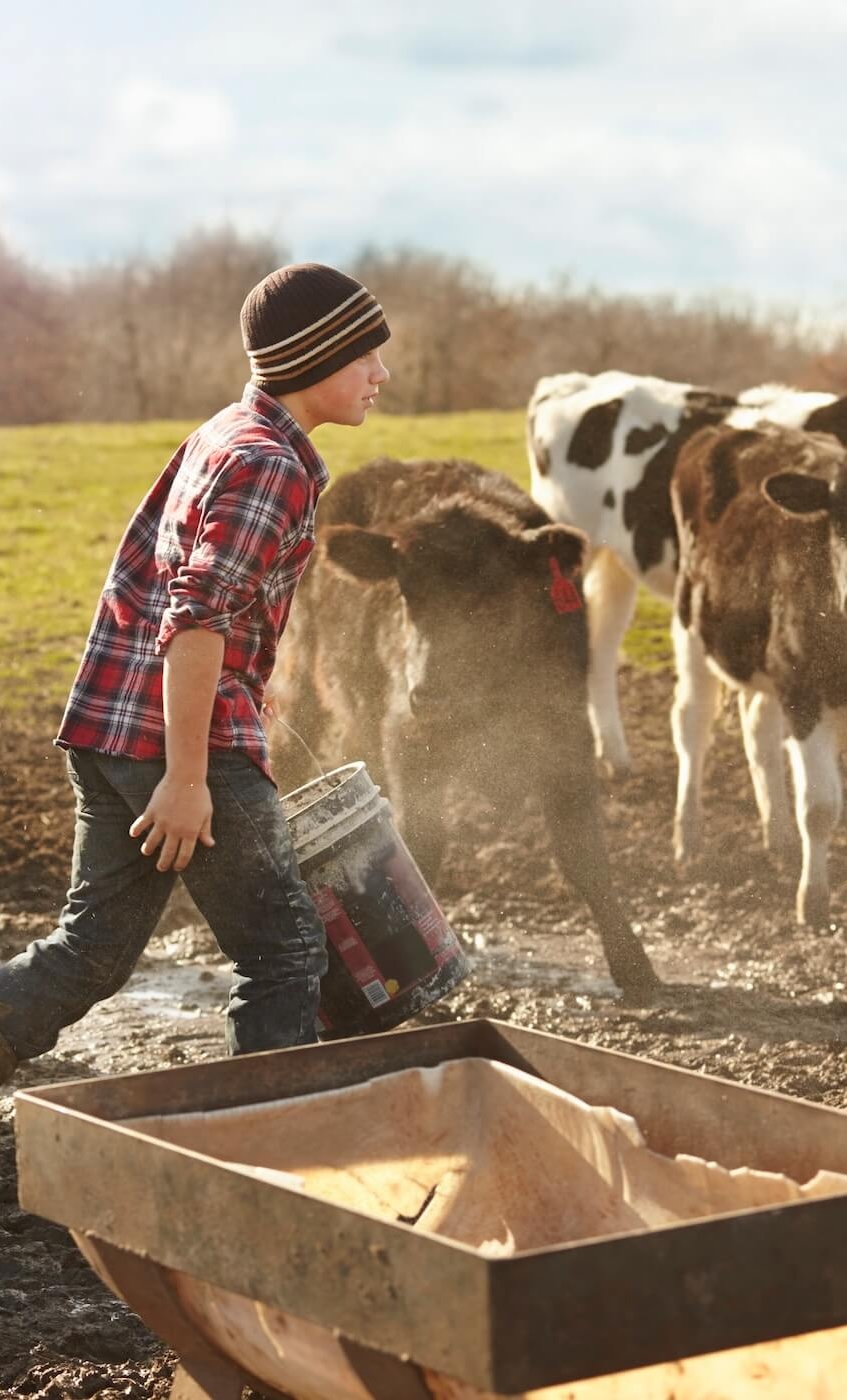 Young boy in a beanie and plaid shirt carrying a bucket near cows in a muddy farm field.