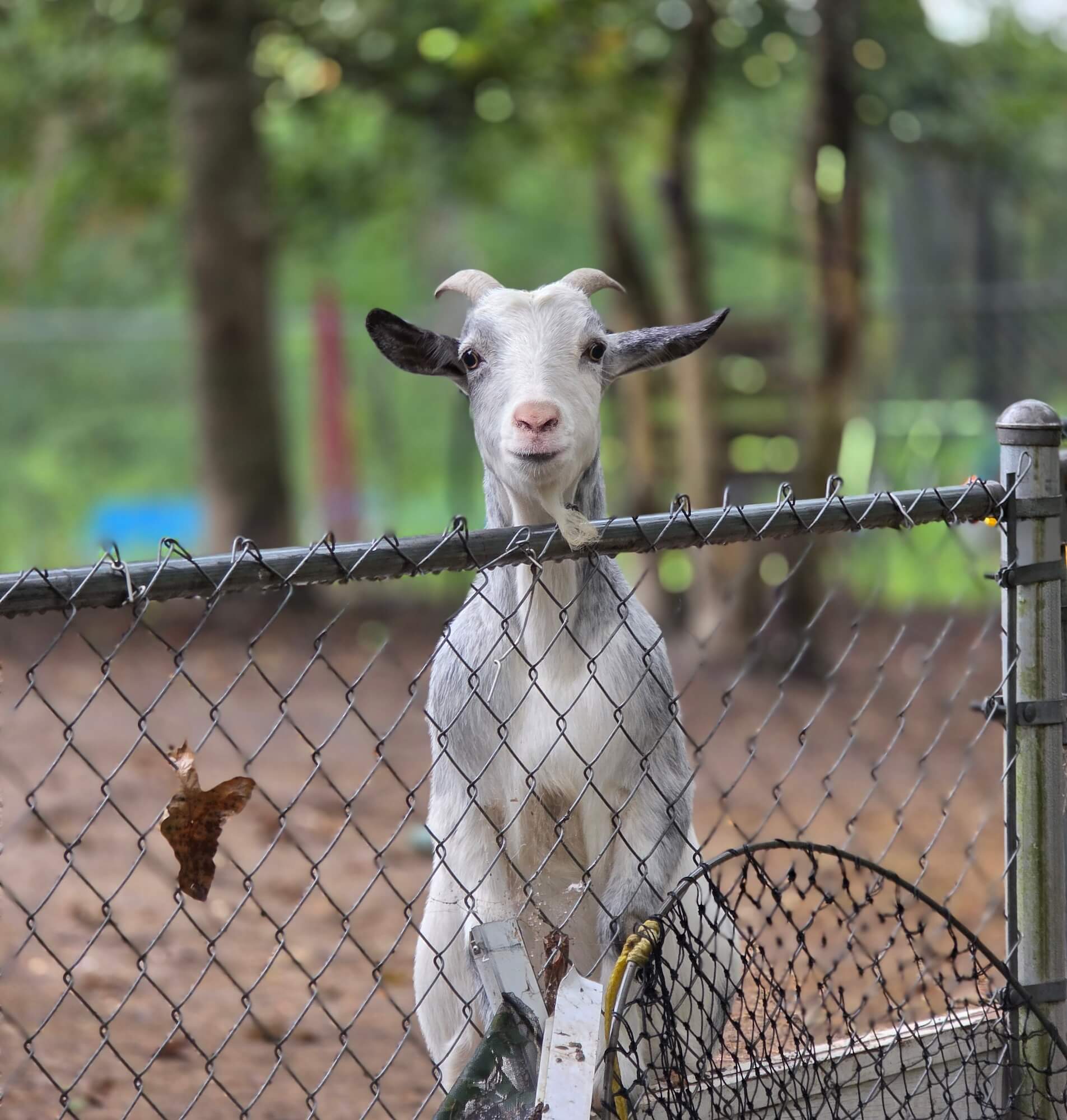 a goat looks over the fence at Gumpert Homestead