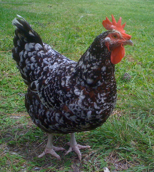 File:Speckled Sussex Chicken (cropped).jpg