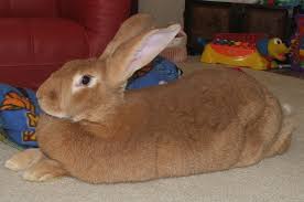 Category:Flemish Giant - Wikimedia Commons