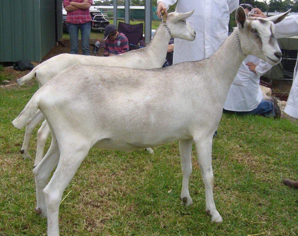 Sable – Dairy Goat Society of Australia Ltd